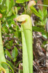 Hooded pitcherplant